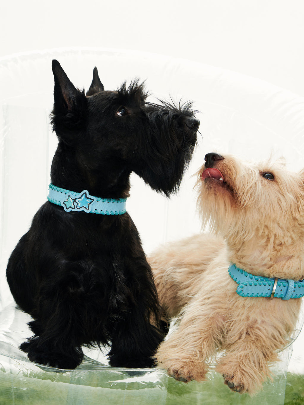 Star Leather Woven Collar