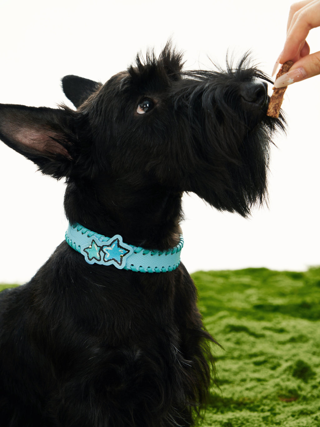 Star Leather Woven Collar